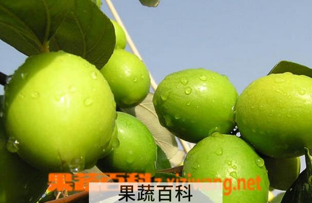 果蔬百科青枣的营养价值与功效
