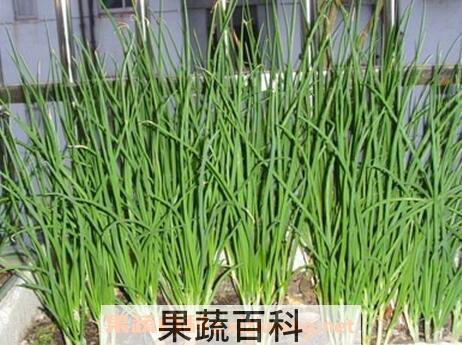 自己种的葱为什么越来越细 