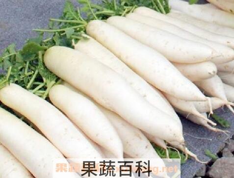 白萝卜不能和什么一起吃