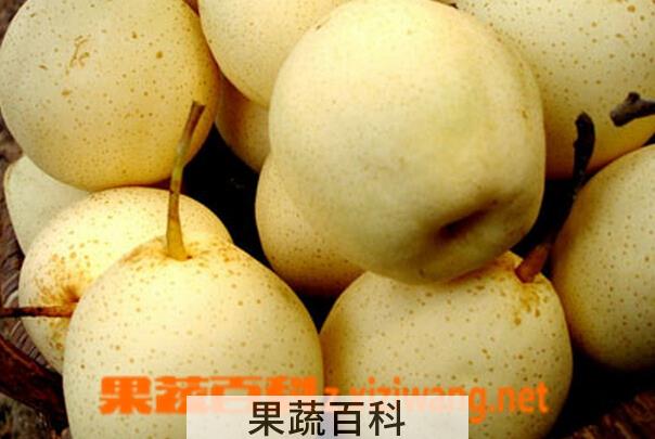 果蔬百科冰糖炖雪梨怎么做