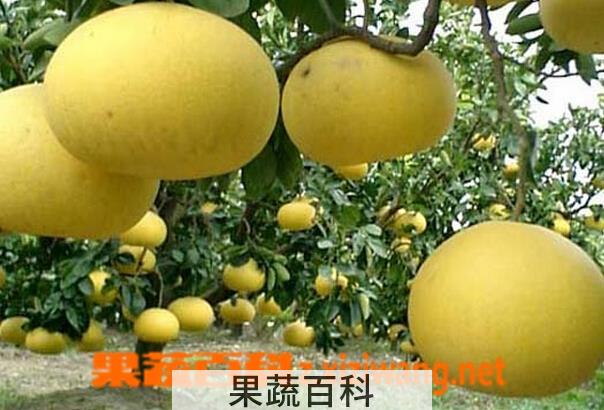 果蔬百科文旦柚