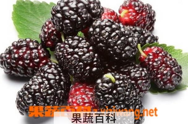果蔬百科桑葚怎么吃好