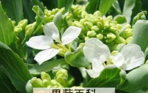 芥兰花的功效与作用及禁忌 芥兰花的功效与作用及营养价值