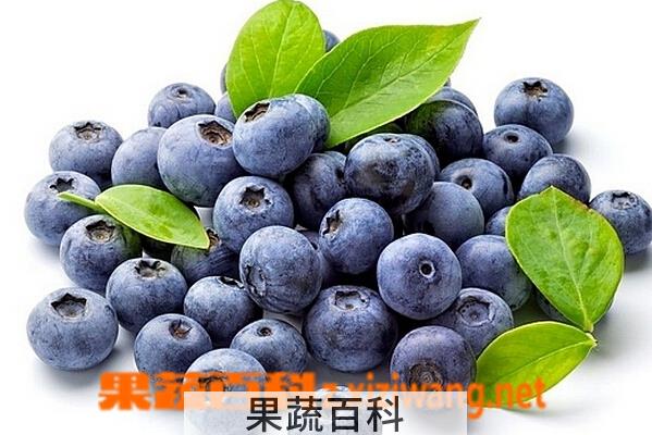 果蔬百科蓝莓的营养价值与功效