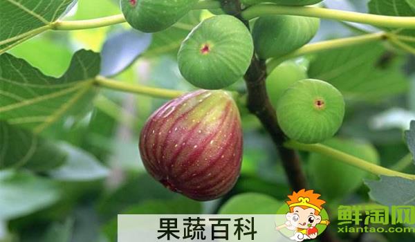 无花果摘下来能放几天，无花果青的好还是红的好