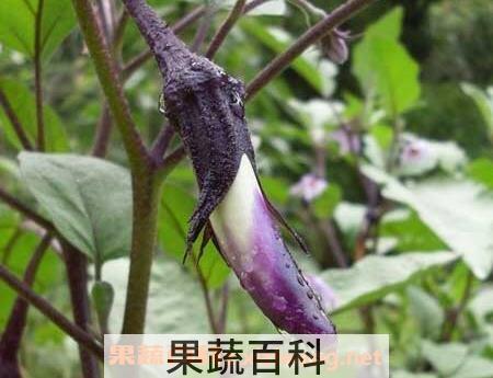 自己种的茄子要用什么方法来防虫