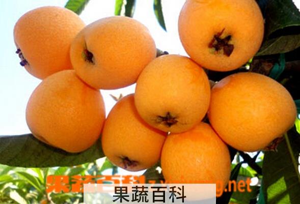 果蔬百科孕妇能吃枇杷吗