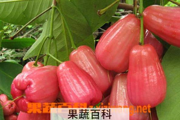 果蔬百科莲雾的常见吃法