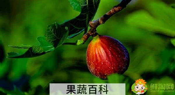 未熟的无花果怎么吃，青无花果泡水怎么泡