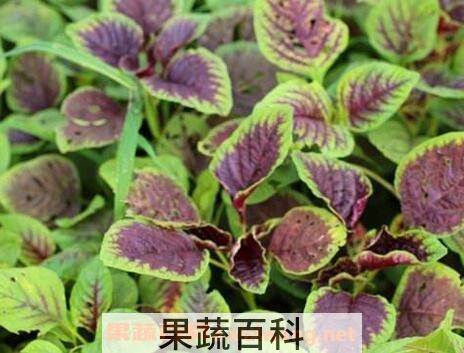 紫苋菜的功效与作用