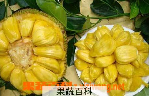 果蔬百科菠萝蜜的常见吃法