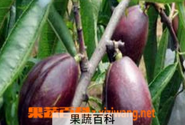 果蔬百科黑桃的功效与作用