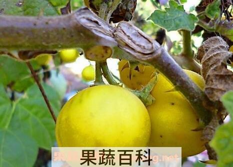 野生茄子的功效和作用