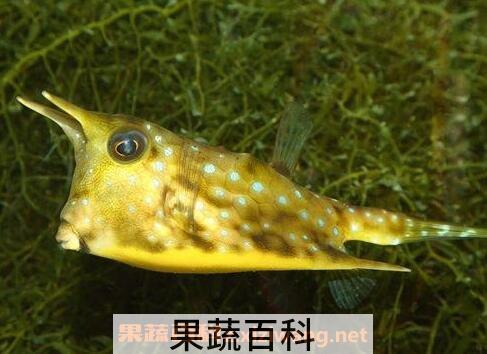彭鱼肉的功效与作用