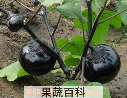 紫圆茄子的功效与作用
