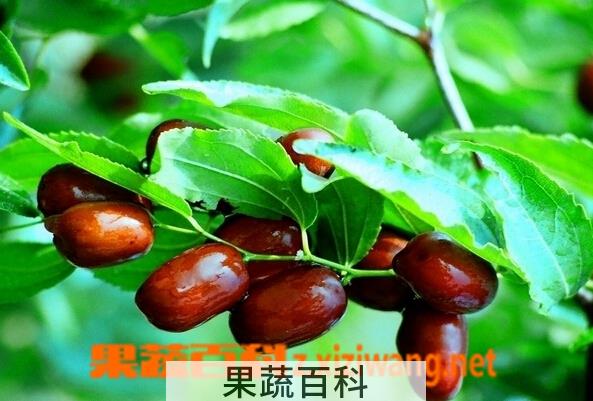 果蔬百科枣的功效与作用