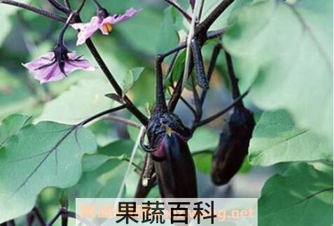  煮茄子头水有什么功效
