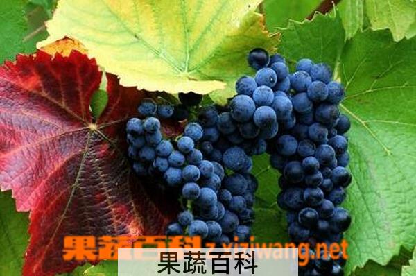 果蔬百科黑加仑有哪些功效