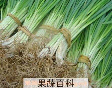 怎样种四季葱又好又快