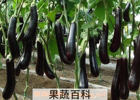  紫色茄子的功效与作用