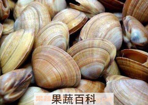 蛤蜊壳的功效与作用
