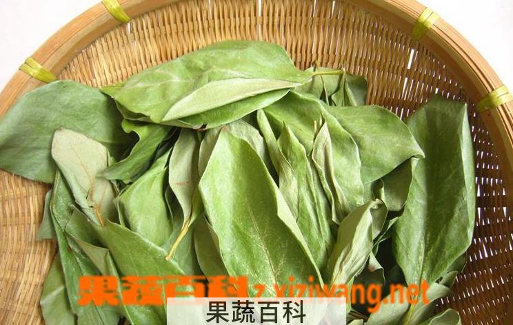 果蔬百科柿子叶祛斑怎么用