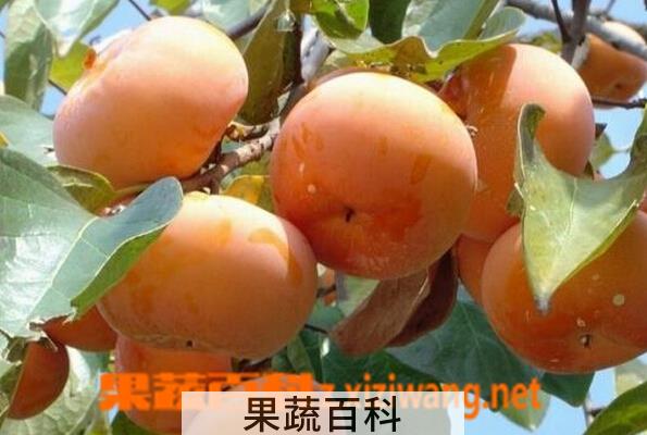 果蔬百科硬柿子怎么保存