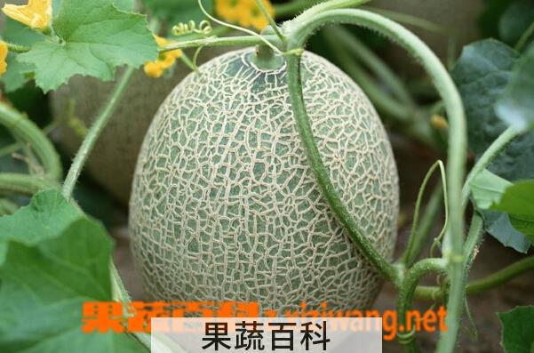 果蔬百科哈蜜瓜的功效与作用