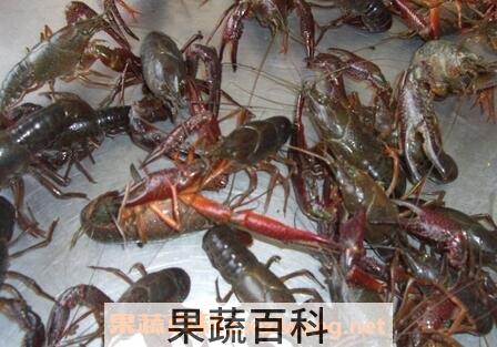 淡水小龙虾的营养价值
