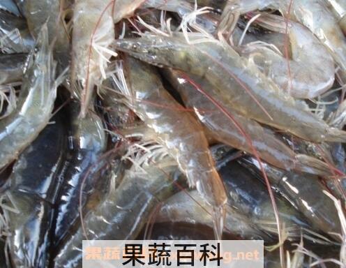 淡水活虾保存方法