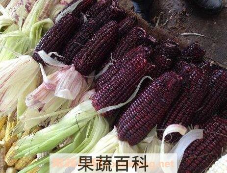 紫玉米的功效与作用