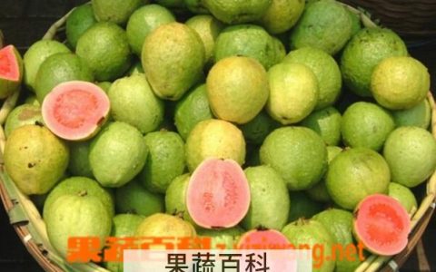 芭乐的营养功效与作用 芭乐的营养价值和功效与作用
