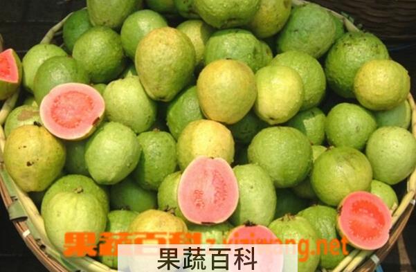 果蔬百科芭乐的营养价值与功效