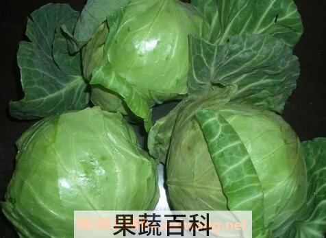 圆包菜的功效与作用