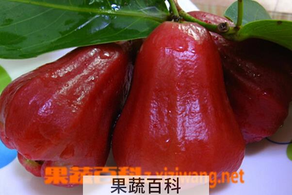 果蔬百科莲雾的营养价值
