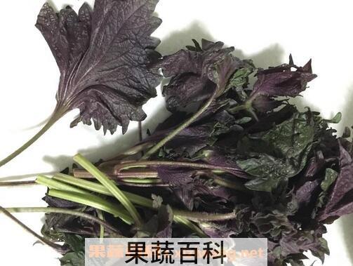 紫苏梗加姜功效与作用