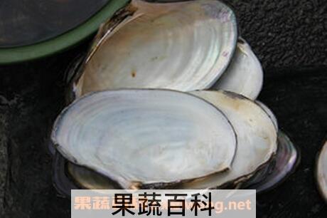 河蚌壳的药用价值