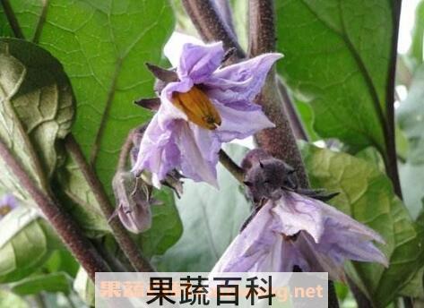 紫茄子花的功效与作用