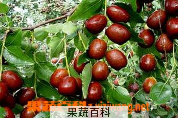 果蔬百科痛经吃什么水果好