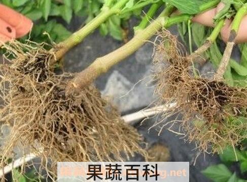 紫茄子根煮水功效与作用