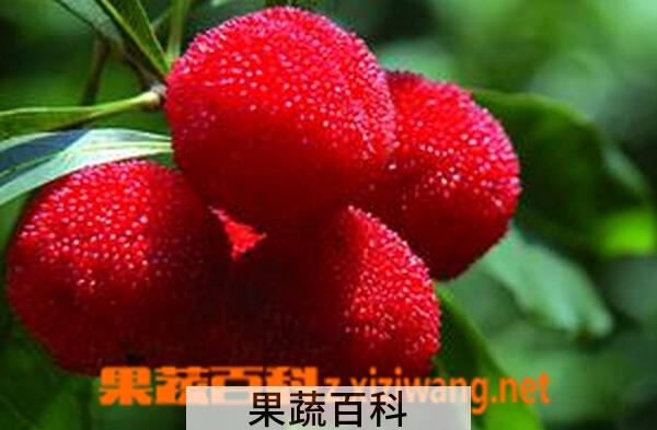 果蔬百科杨梅怎么洗 