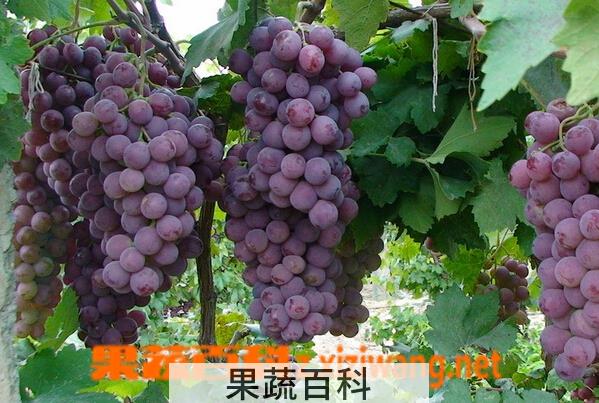 果蔬百科葡萄怎么才能洗干净