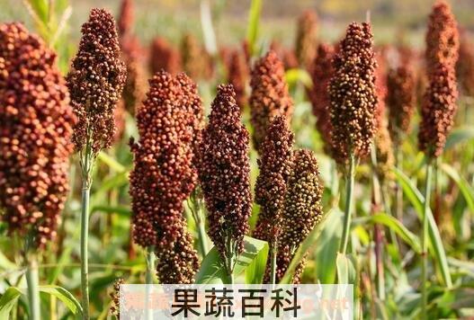 高粱壳的营养价值 高粱壳的药用价值