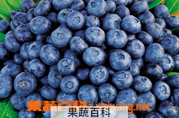 果蔬百科蓝莓的营养价值与功效
