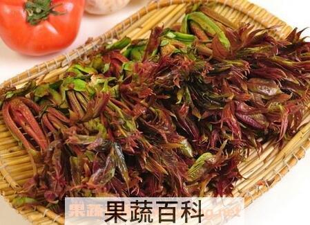 香椿和什么相克