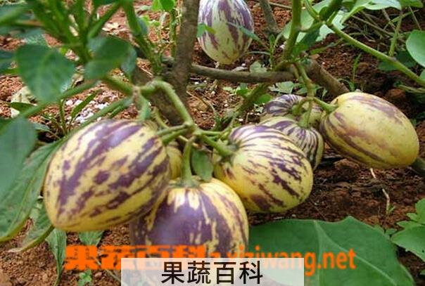 果蔬百科青海人参果的功效与作用