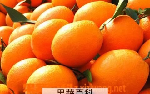 脐橙的营养价值与功效作用 脐橙的营养价值与功效与作用