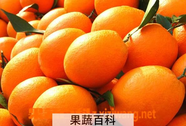 果蔬百科脐橙的营养价值与功效