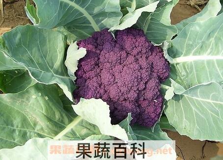 紫色花椰菜的营养价值