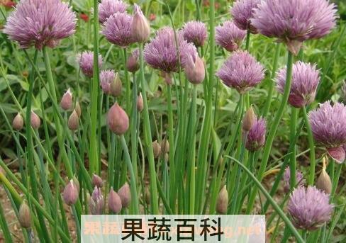 圆葱与细香葱的区别